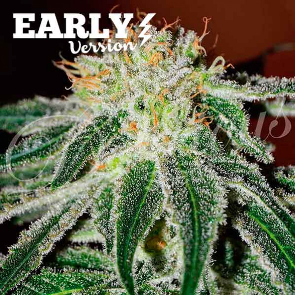Black Russian Early Version - Cannabis Seeds - FAST FLOWERING SEEDS