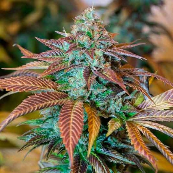 Blueberry Headband - hybrid cannabis marijuana weed strain info and seeds
