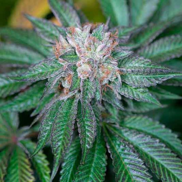 MASTER KUSH - Cannabis Seeds from Humboldt Seeds