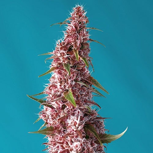 Red Pure Auto CBD - Cannabis Seeds from Sweet Seeds
