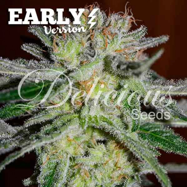 Northern Light Blue Early Version - Graines de Cannabis - Graine floraison rapide
