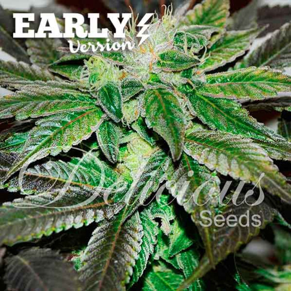Sugar Candy Early Version - Graines de Cannabis - Graine floraison rapide