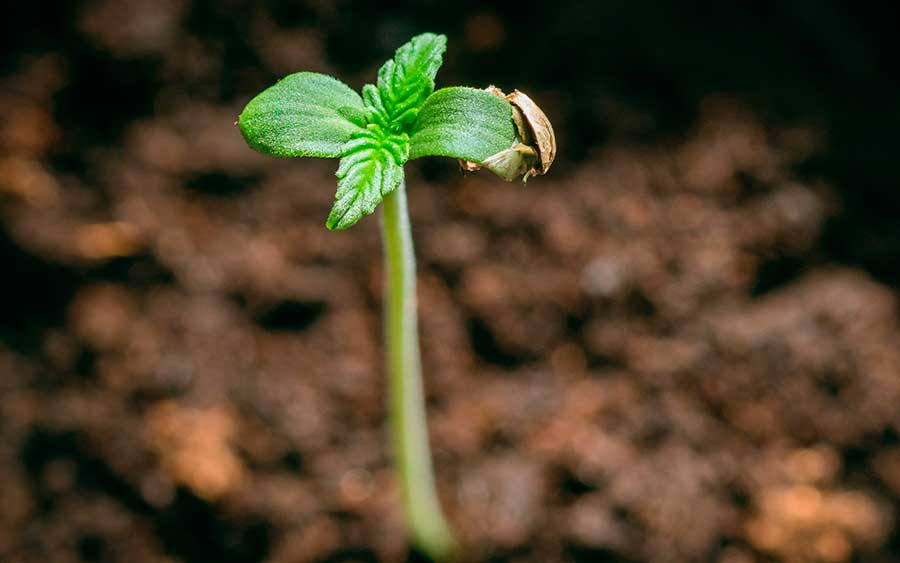 Blog - Baby marijuana plants, how to for