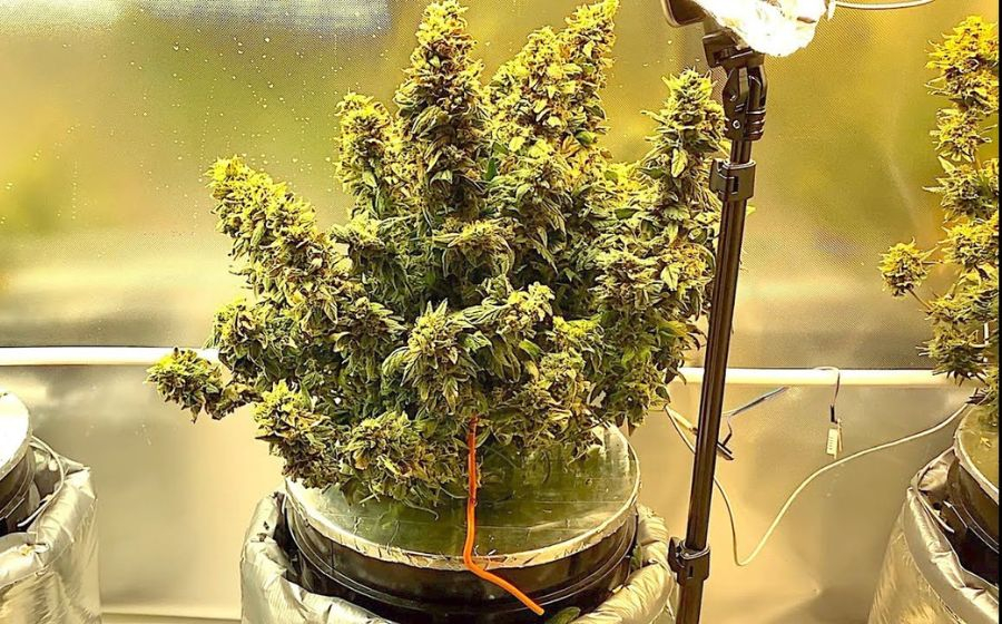 Types of containers for growing autoflowering cannabis